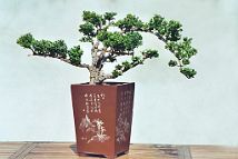 Buis N°5-bonsai Buis N°5 - 2005 - Buxus sempervirens L.